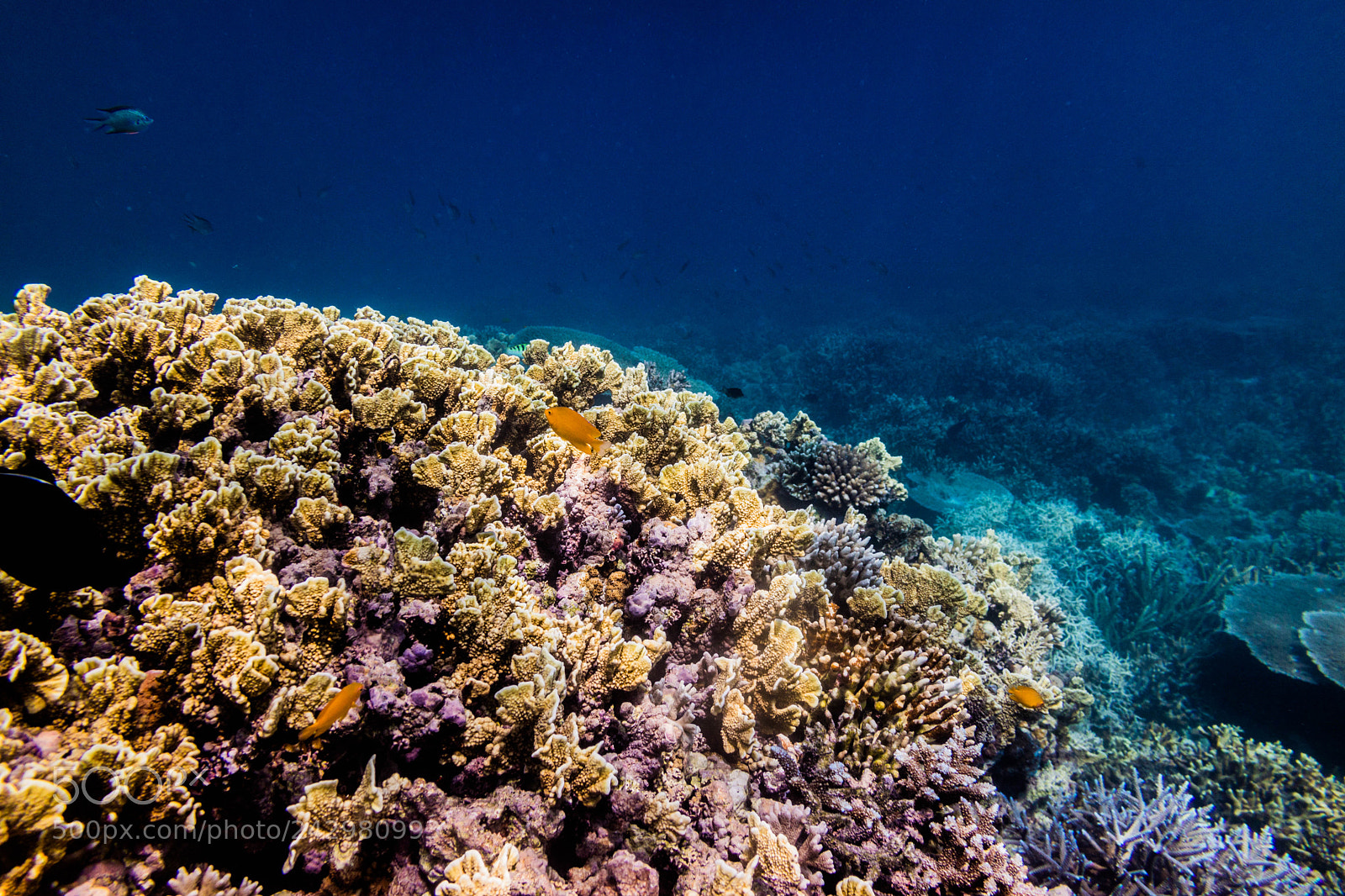 Canon EOS M3 sample photo. Indo reef diving. photography