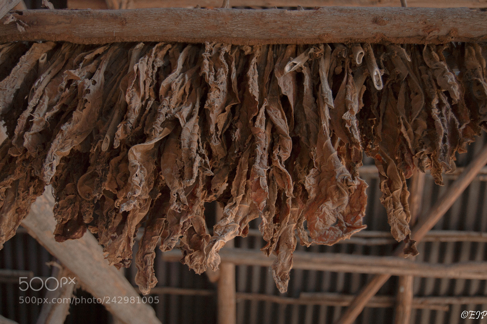Nikon D3200 sample photo. Drying cuban tobacco leaves photography