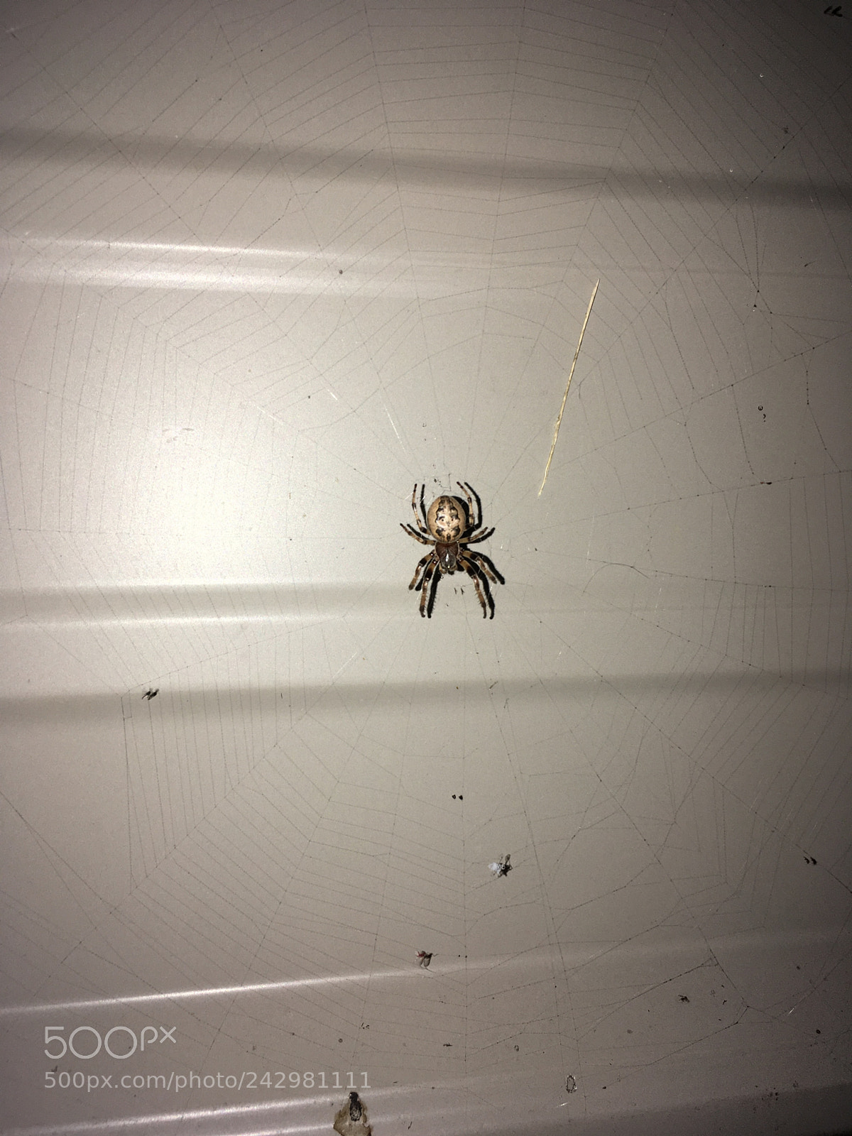 Apple iPhone SE sample photo. Chill spider photography