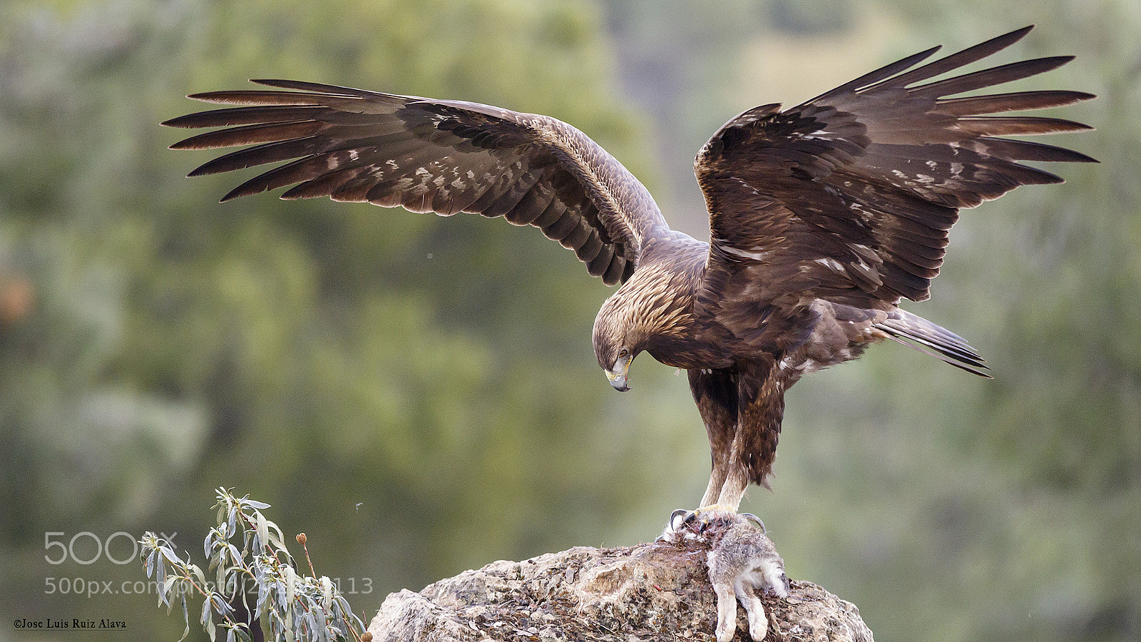 Canon EOS 7D Mark II sample photo. Aguila real iberica aquila photography