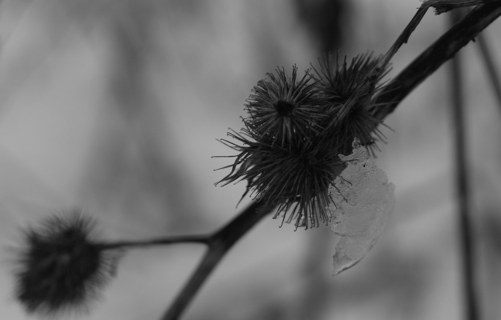 Canon EF 35-80mm f/4-5.6 sample photo. In winter garden - behind the walls photography