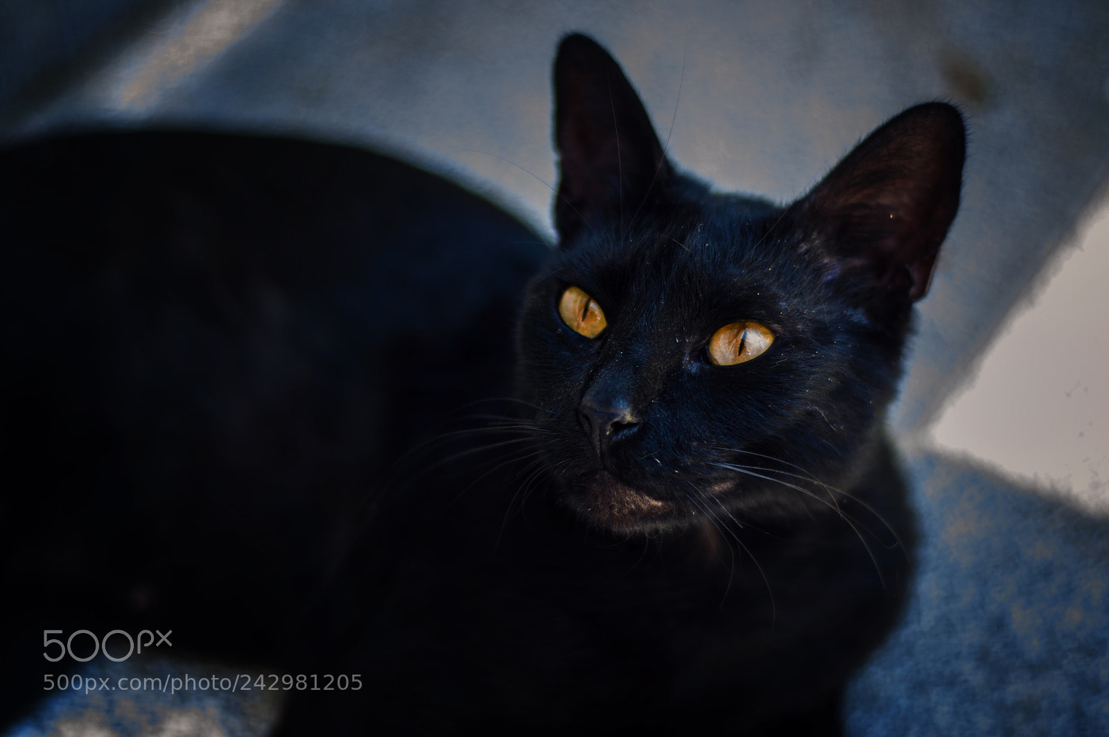 Nikon D90 sample photo. Negrita photography