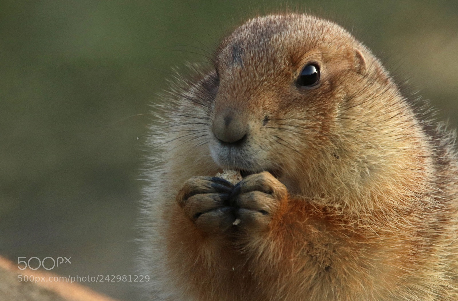 Canon EOS 800D (EOS Rebel T7i / EOS Kiss X9i) sample photo. Adorable... photography