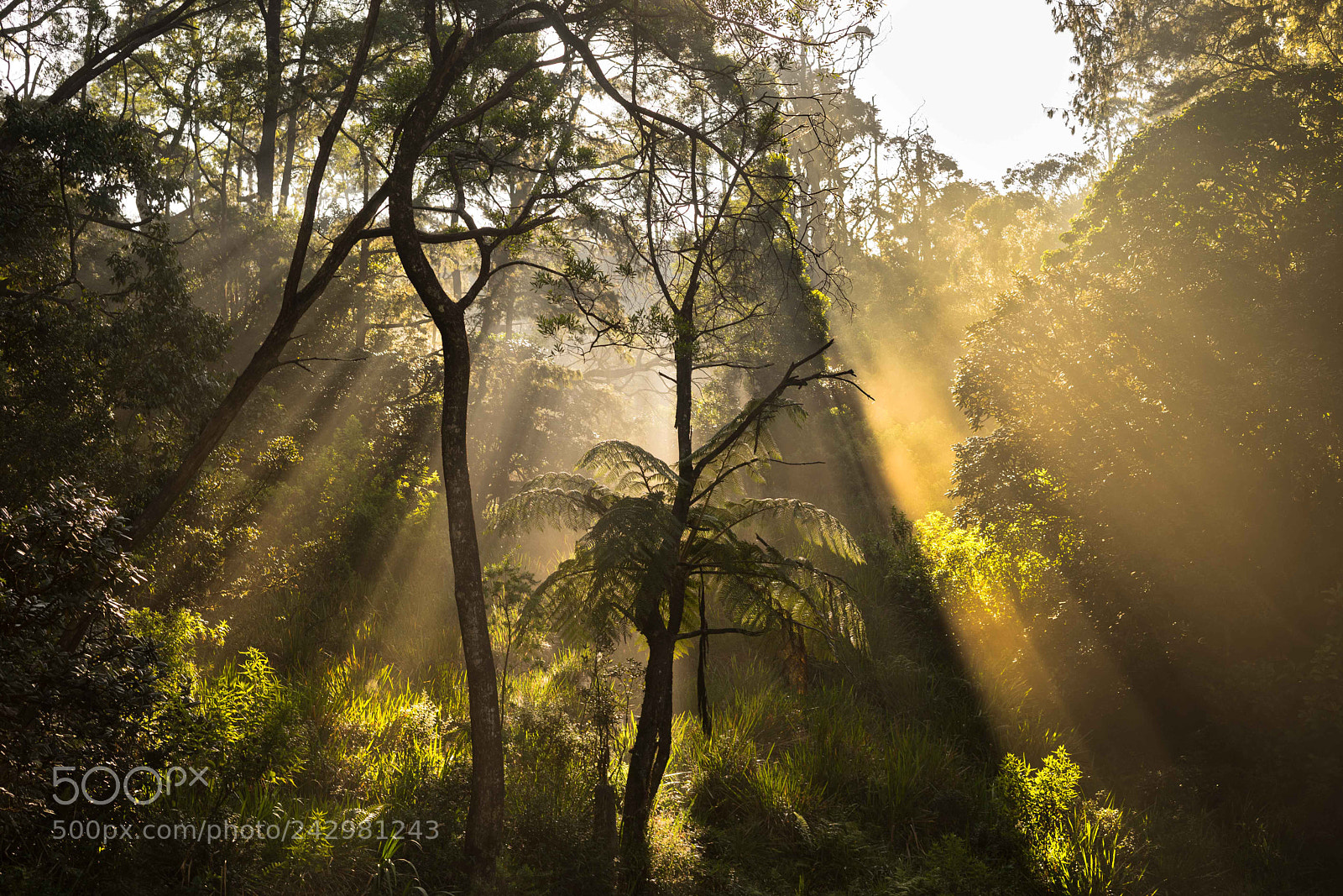 Sony a7 sample photo. Early morning photography
