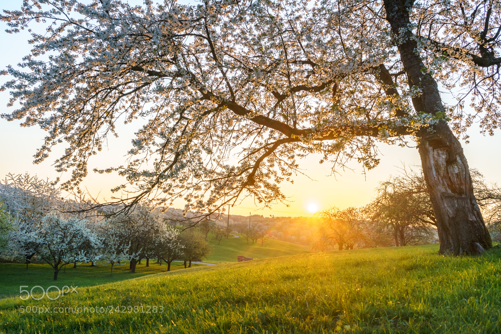 Sony a7 II sample photo. Sunset behind a cherry photography