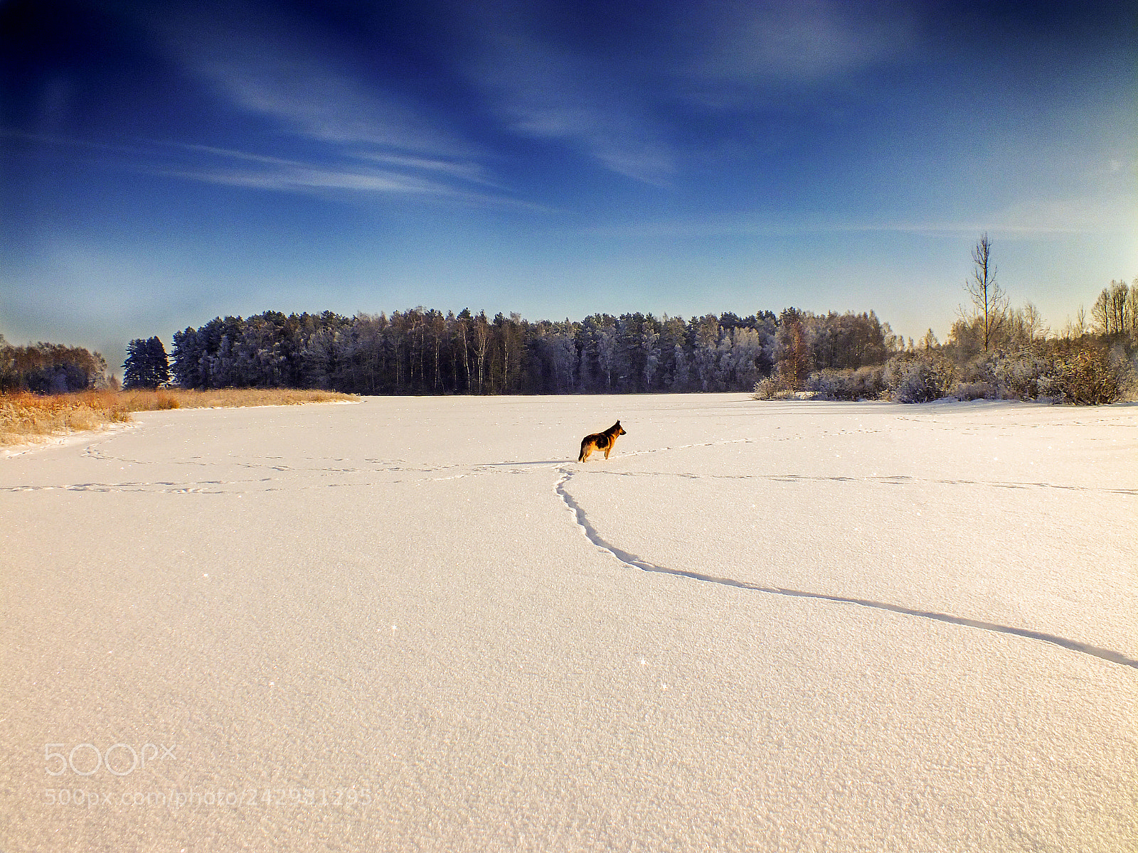 FujiFilm FinePix HS20 EXR (FinePix HS22 EXR) sample photo. Divine winter photography