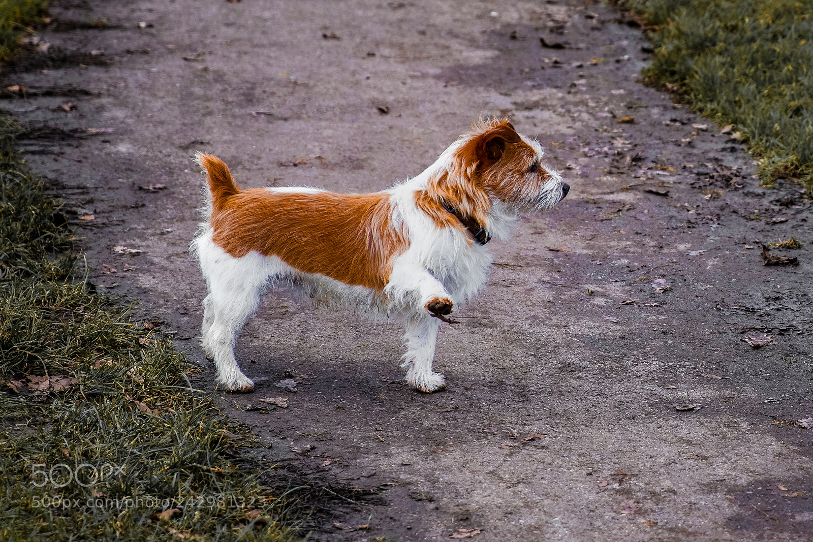 Sony a7R III sample photo. Turning right photography