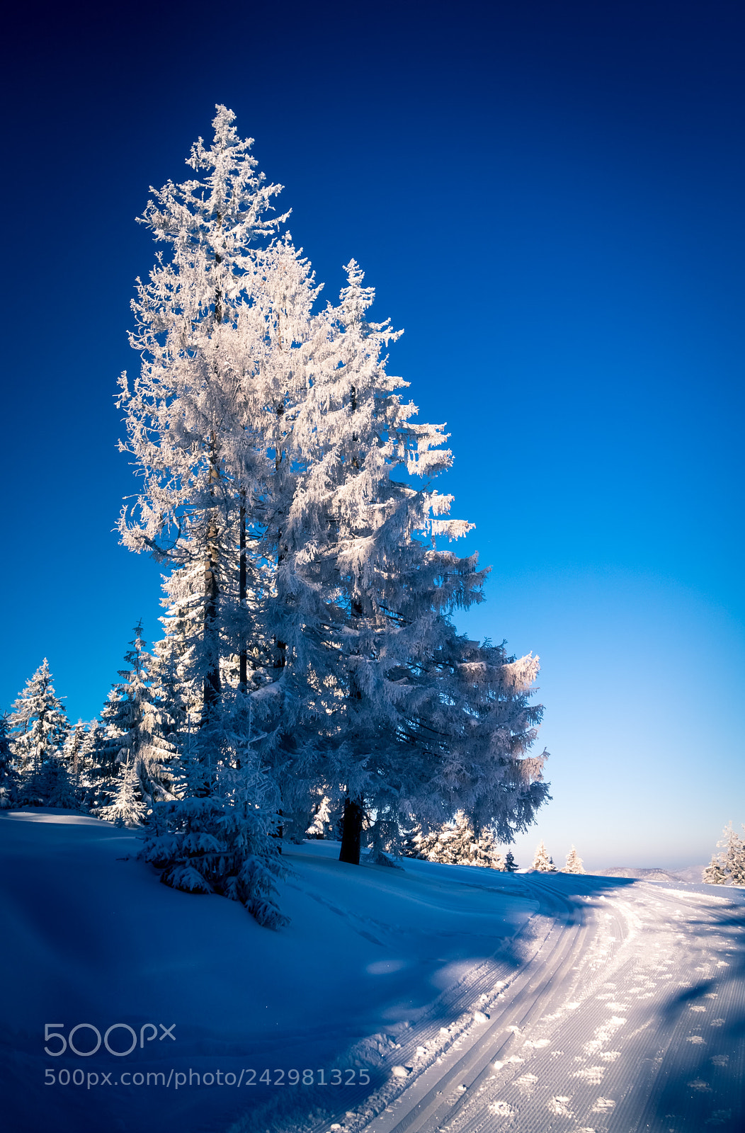 Olympus PEN E-PL6 sample photo. Beautiful winter photography