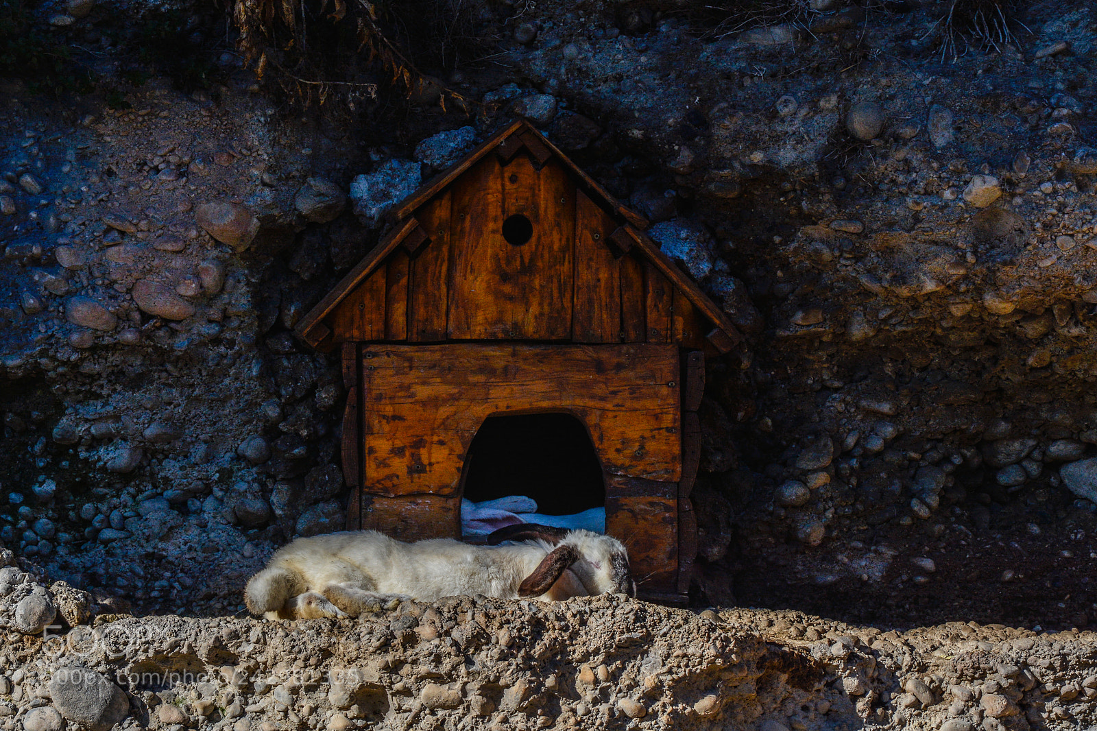 Nikon D7100 sample photo. Rabbit relaxing photography