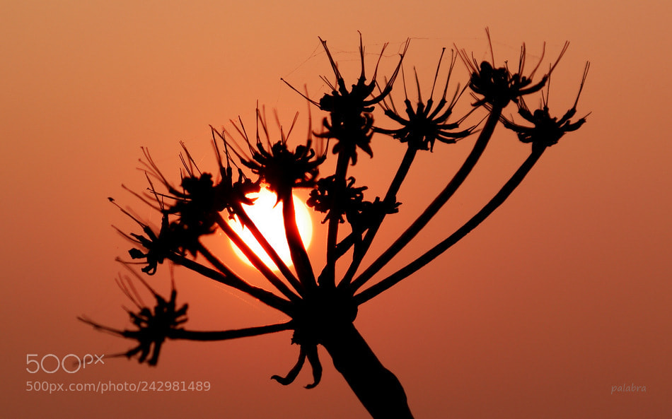 Samsung NX1 sample photo. ... photography