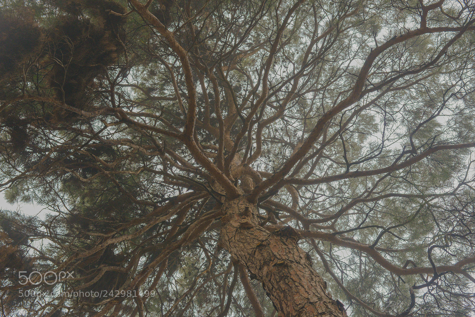 Nikon D800 sample photo. Old rings in georgia photography