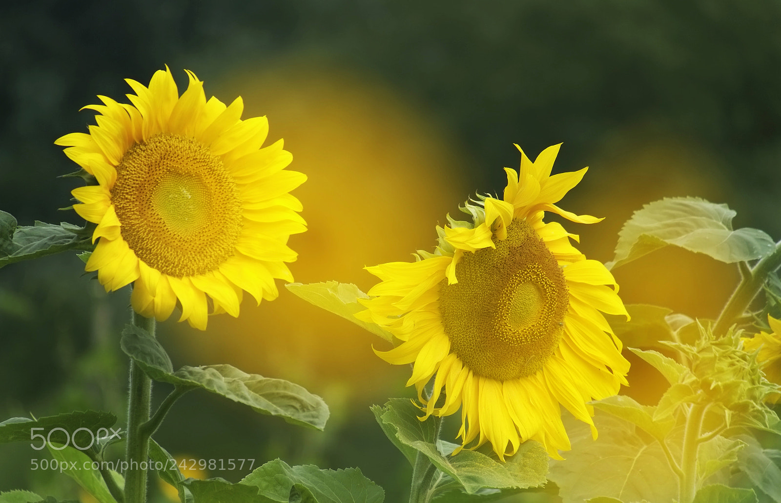 Fujifilm X-E1 sample photo. Sunny sunflowers photography