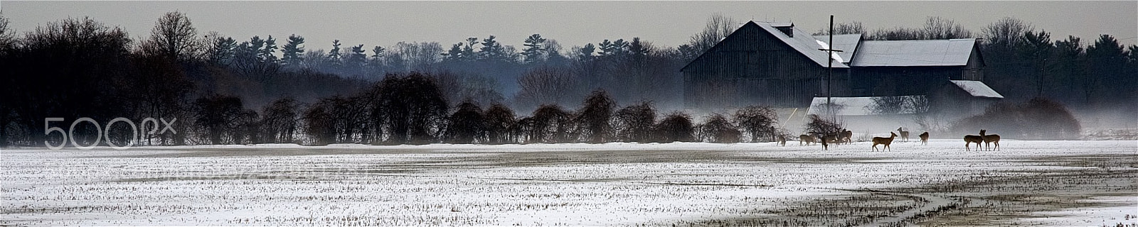 Nikon D90 sample photo. Field and fog photography