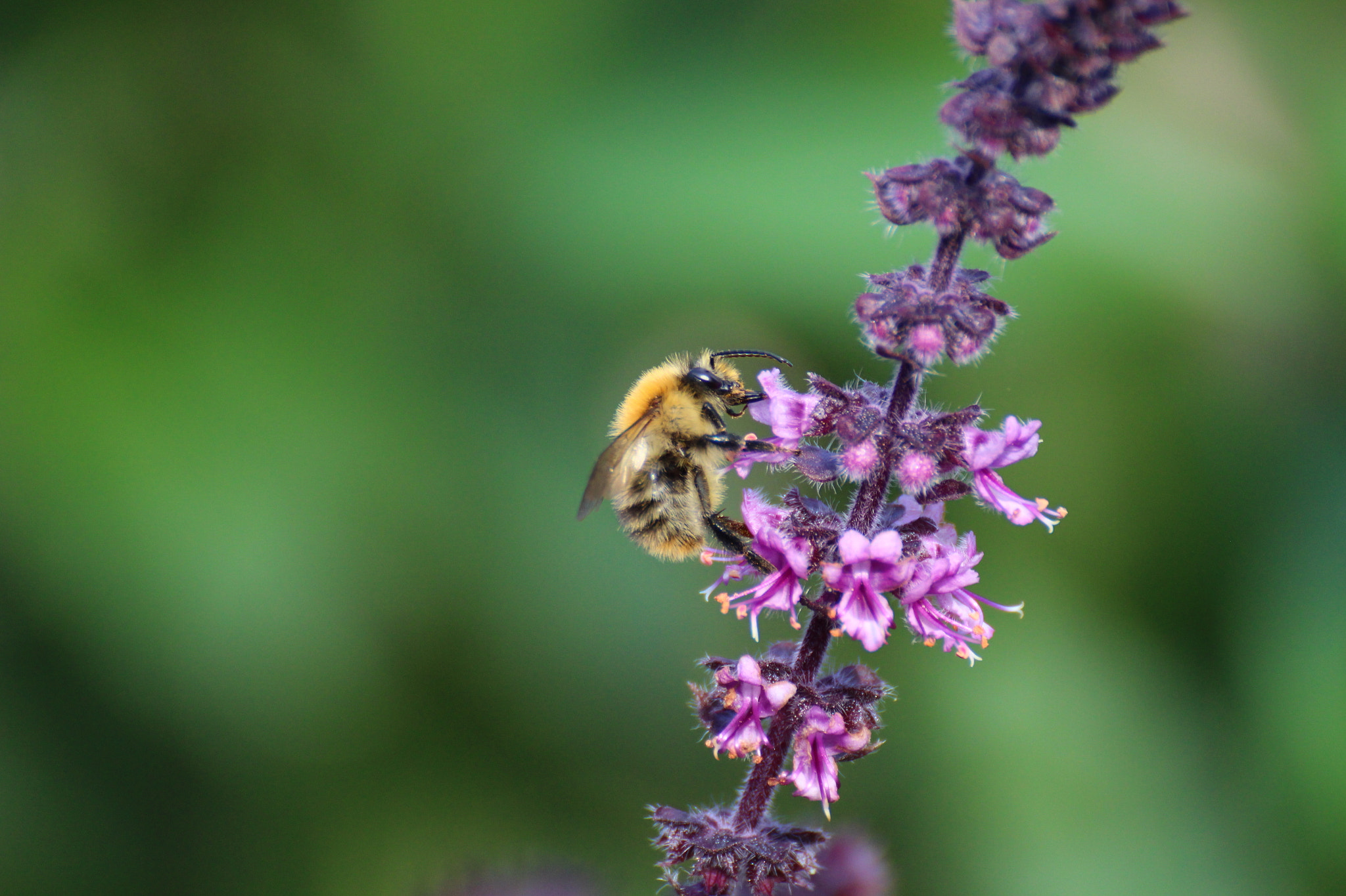 Canon EOS 700D (EOS Rebel T5i / EOS Kiss X7i) + Tamron SP 35mm F1.8 Di VC USD sample photo. Busy bee photography