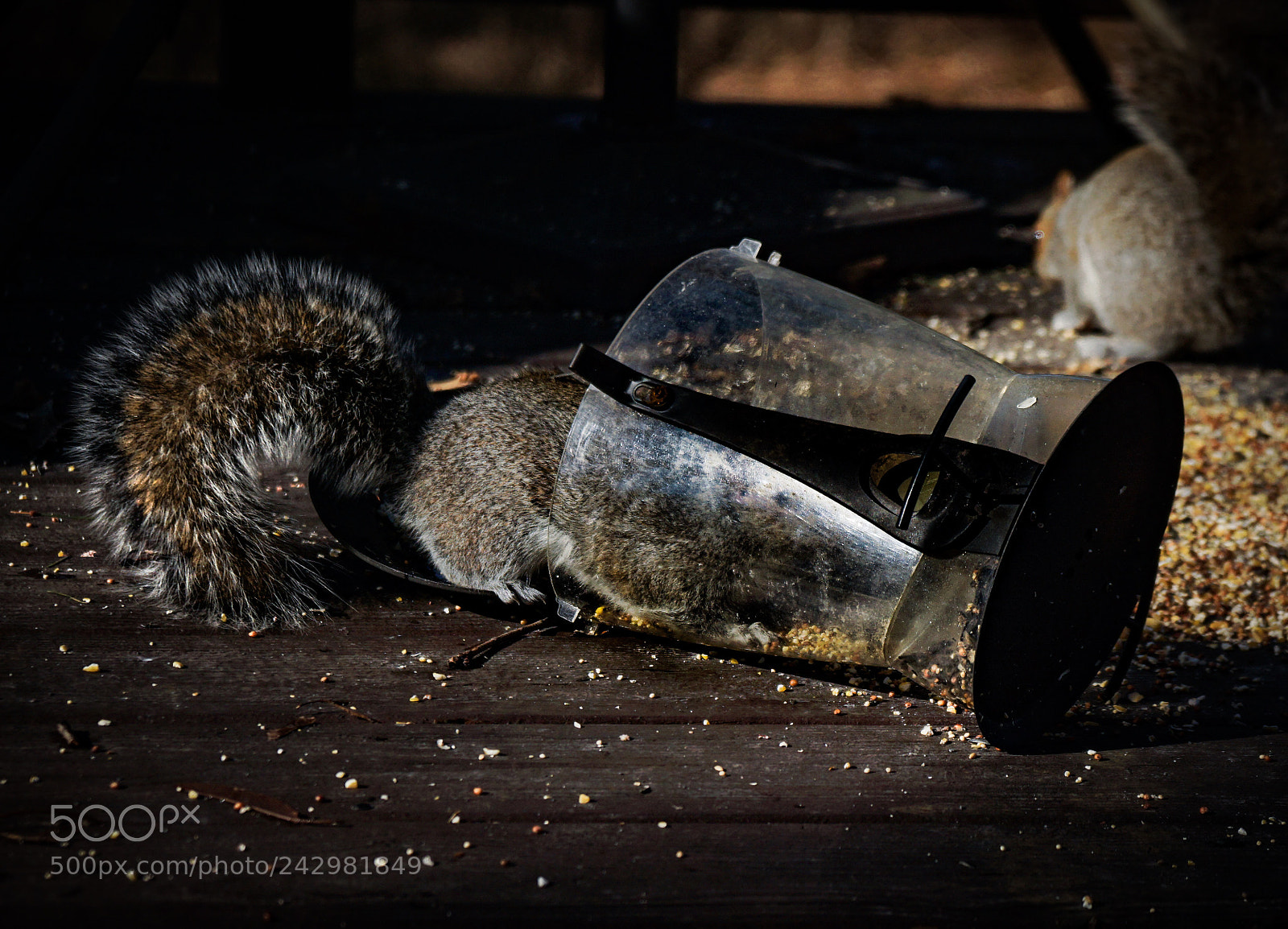 Sony a6300 sample photo. Mischevious squirrel  photography