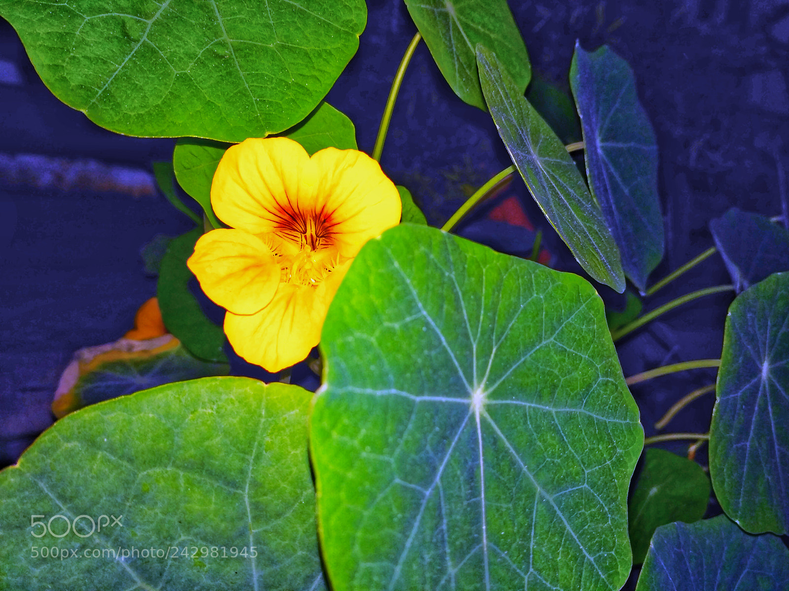 Xiaomi Redmi 3S sample photo. Beauty in you photography