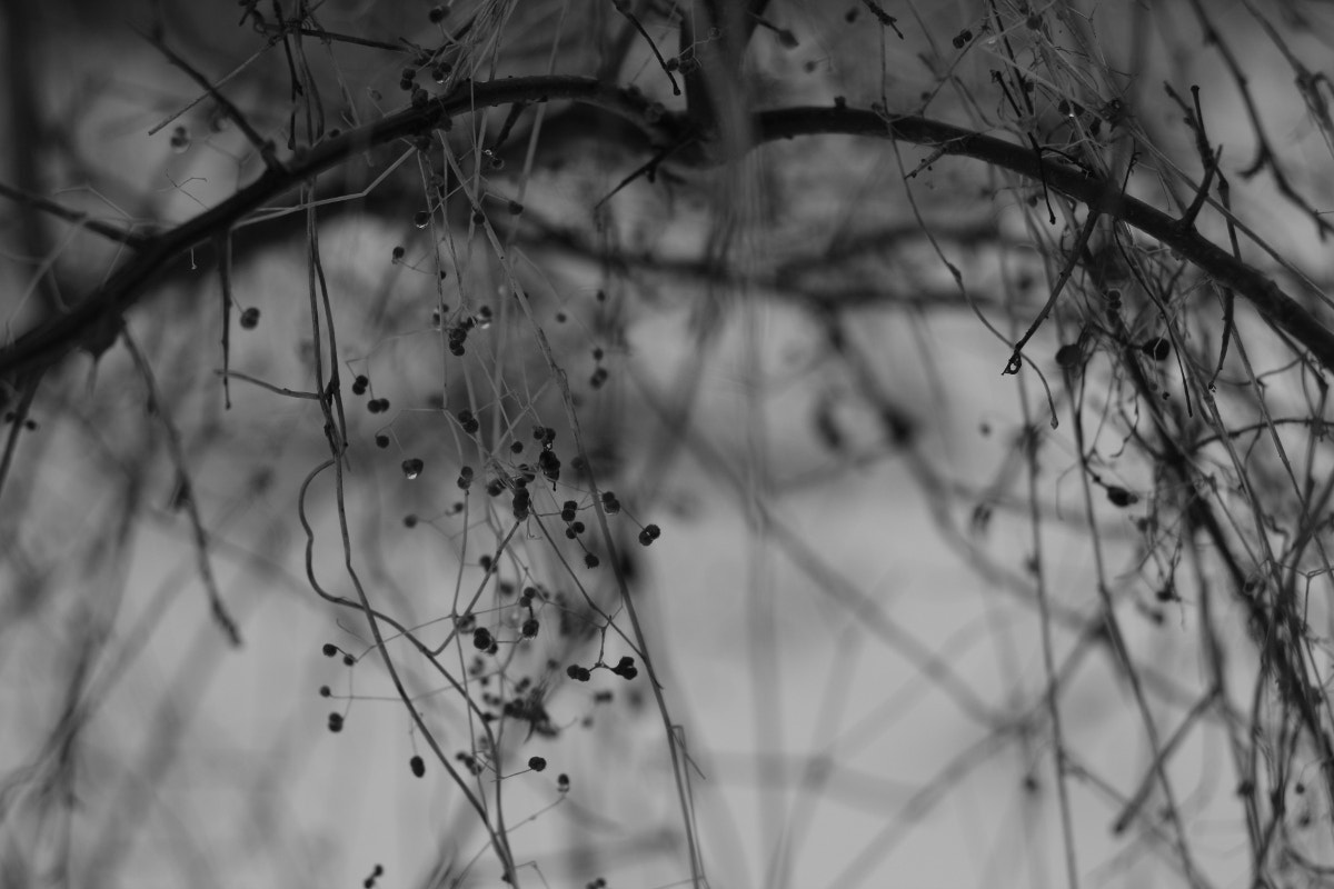 Canon EF 35-80mm f/4-5.6 sample photo. In winter garden- inside photography