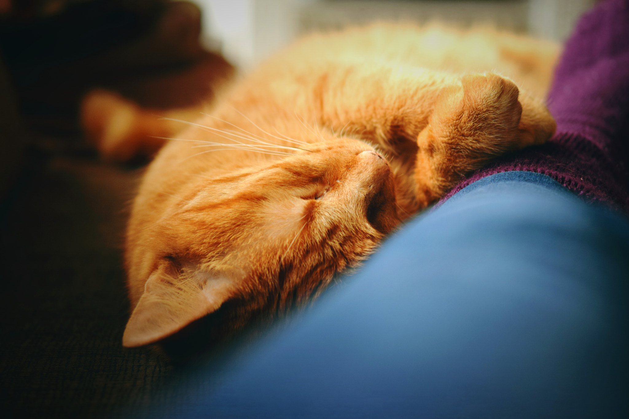 Nikon AF-S Micro-Nikkor 60mm F2.8G ED sample photo. Rosti asleep photography