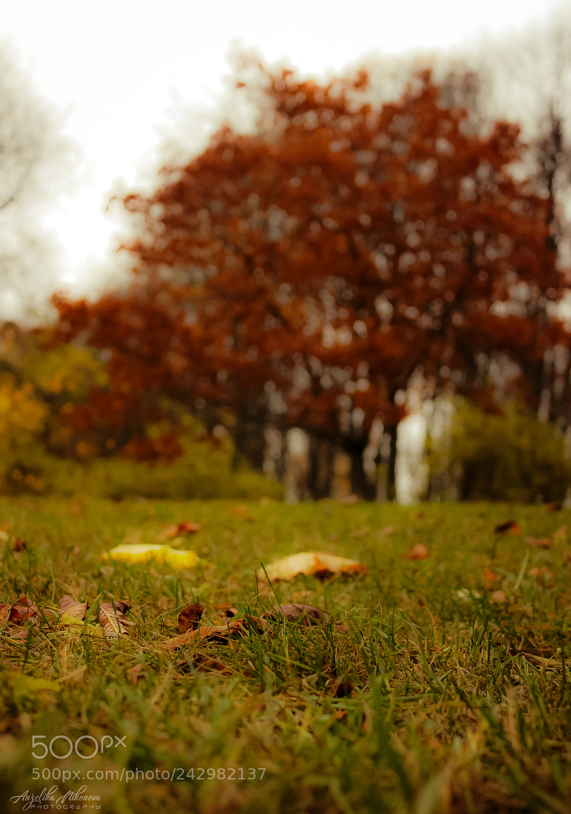 Canon EOS 450D (EOS Rebel XSi / EOS Kiss X2) sample photo. Archive. autumn theme 1 photography