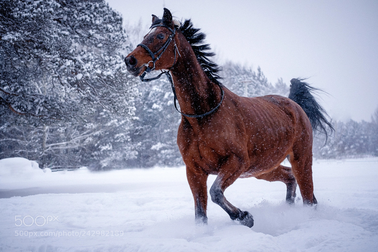 Fujifilm X-T1 sample photo. Карамболь. photography