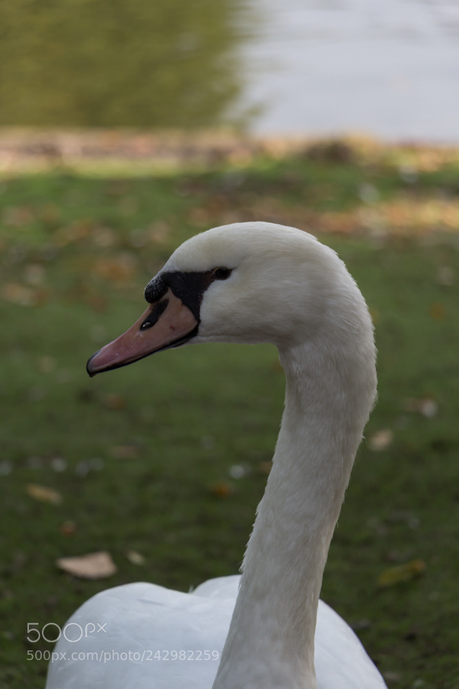 Canon EOS 60D sample photo. Swan poses for me photography