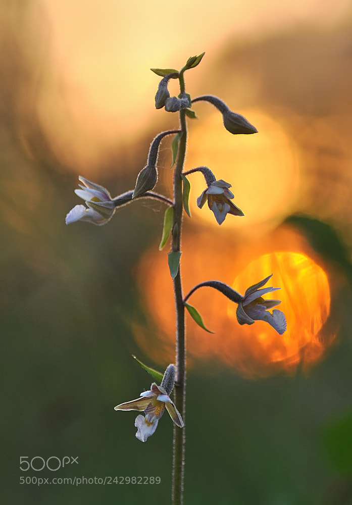 Nikon D90 sample photo. Epipactis palustris photography