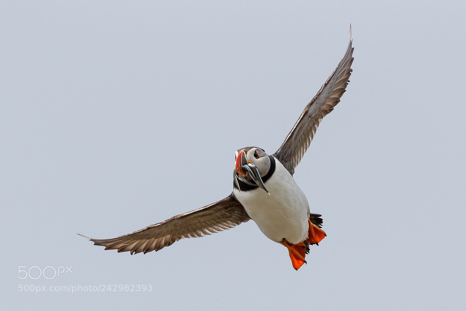 Canon EOS-1D X Mark II sample photo. Puffin photography