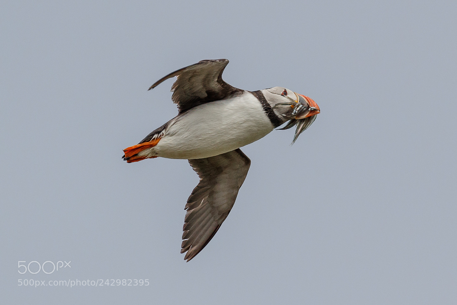 Canon EOS-1D X Mark II sample photo. Puffin photography