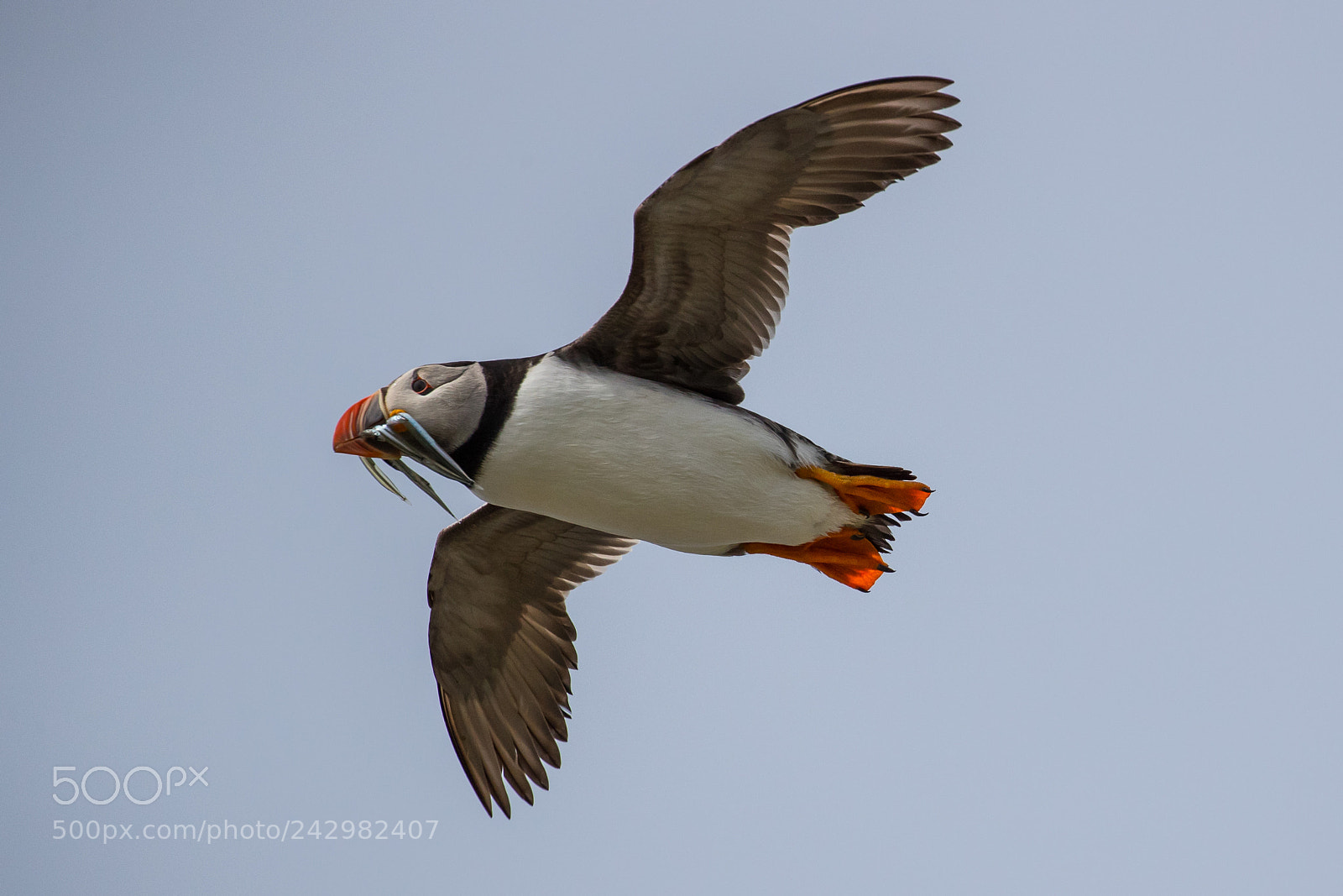 Canon EOS-1D X Mark II sample photo. Puffin photography