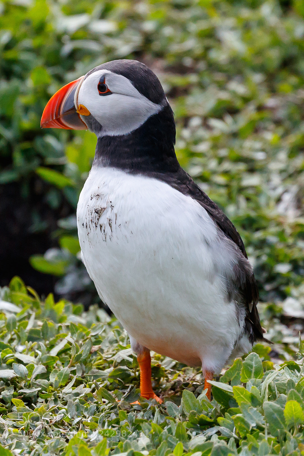 Canon EOS-1D X Mark II sample photo. Puffin photography