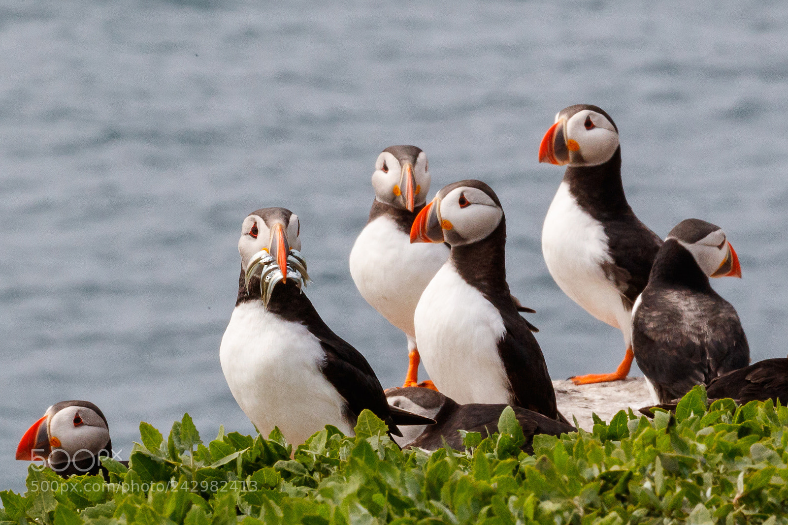 Canon EOS-1D X Mark II sample photo. Puffin photography