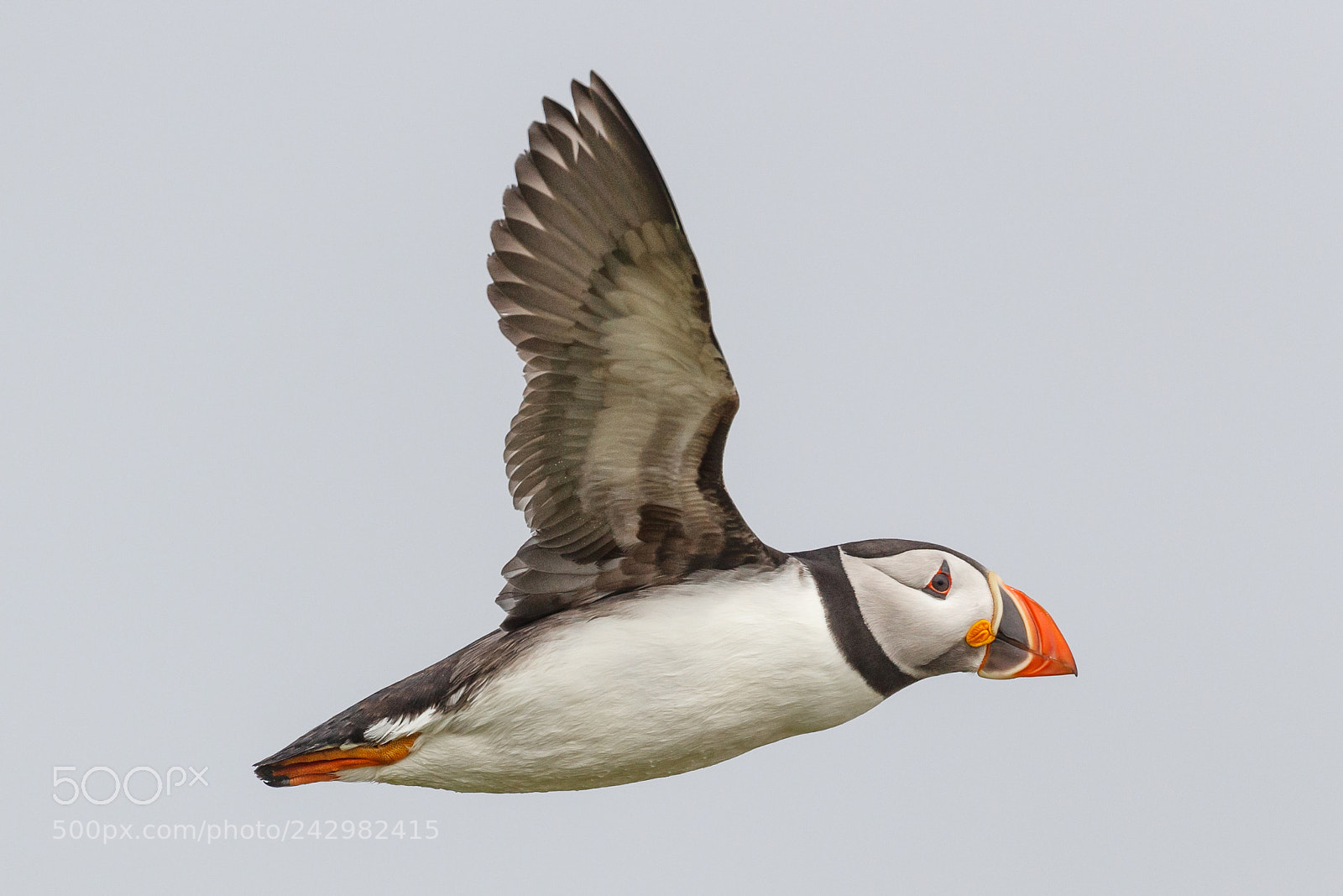 Canon EOS-1D X Mark II sample photo. Puffin photography
