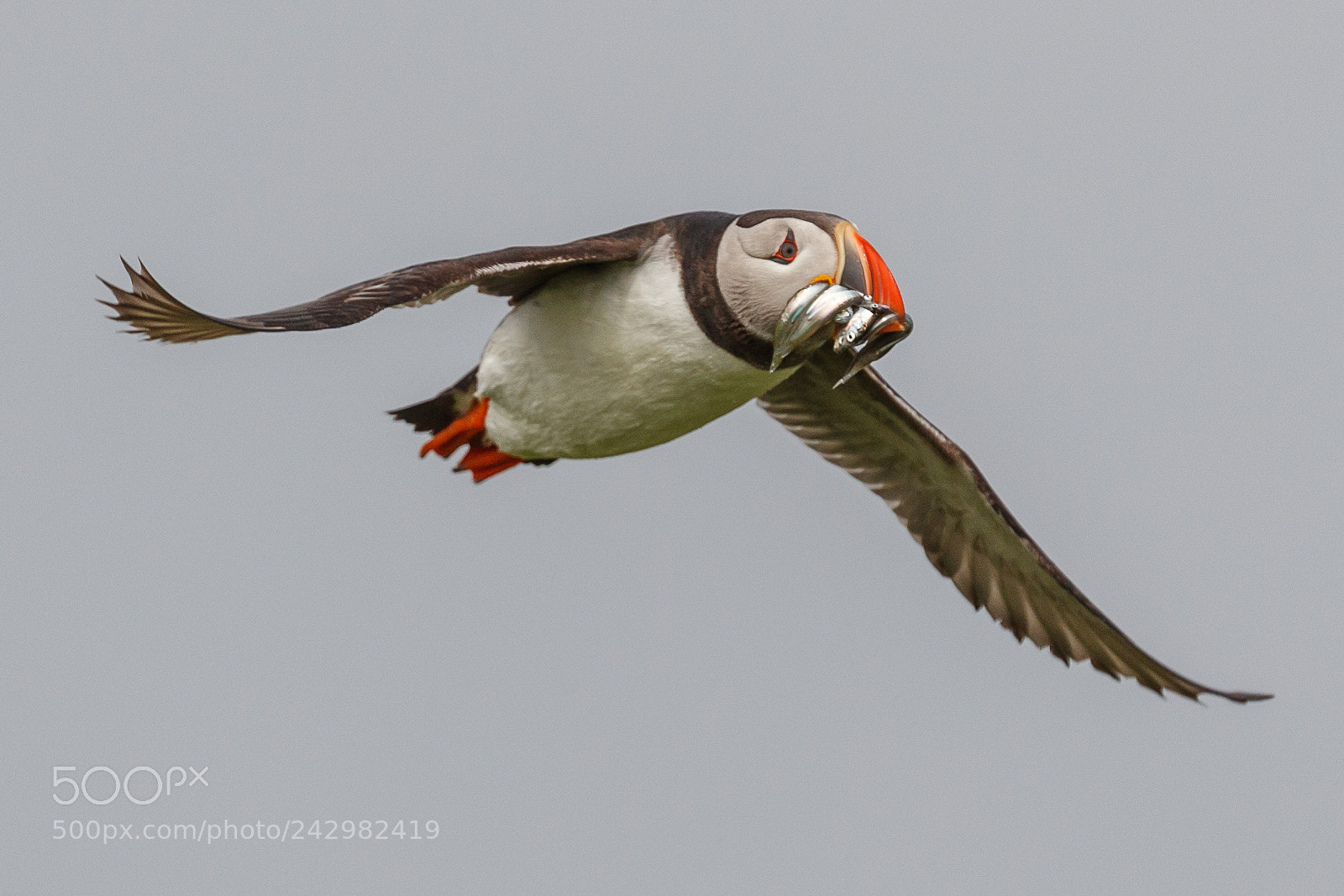 Canon EOS-1D X Mark II sample photo. Puffin photography