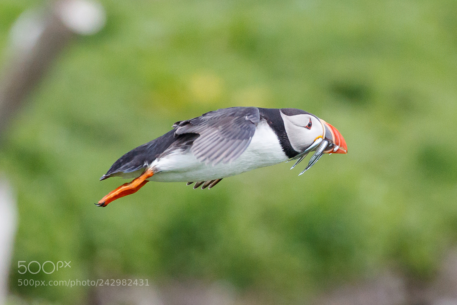 Canon EOS-1D X Mark II sample photo. Puffin photography