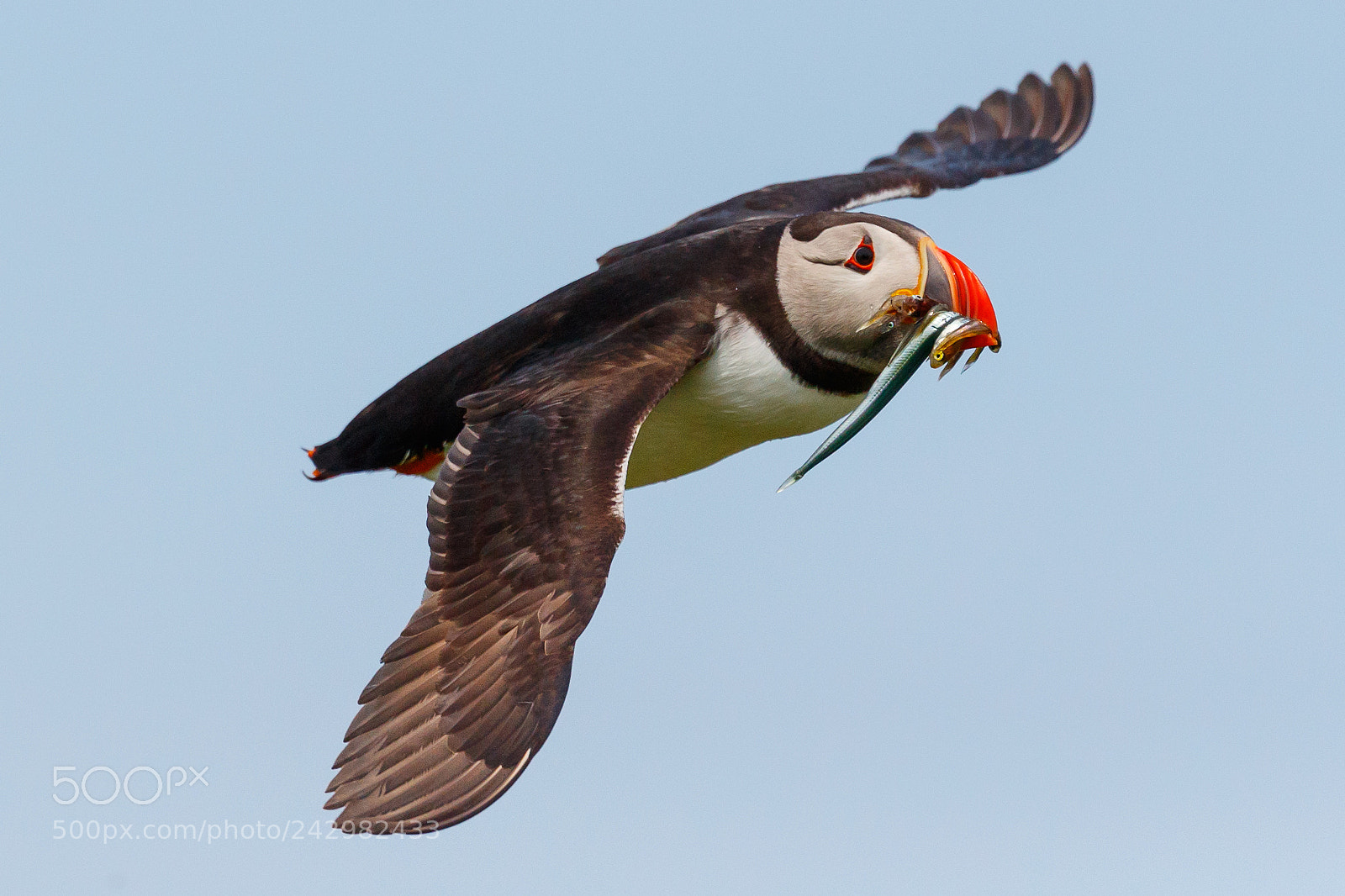 Canon EOS-1D X Mark II sample photo. Puffin photography