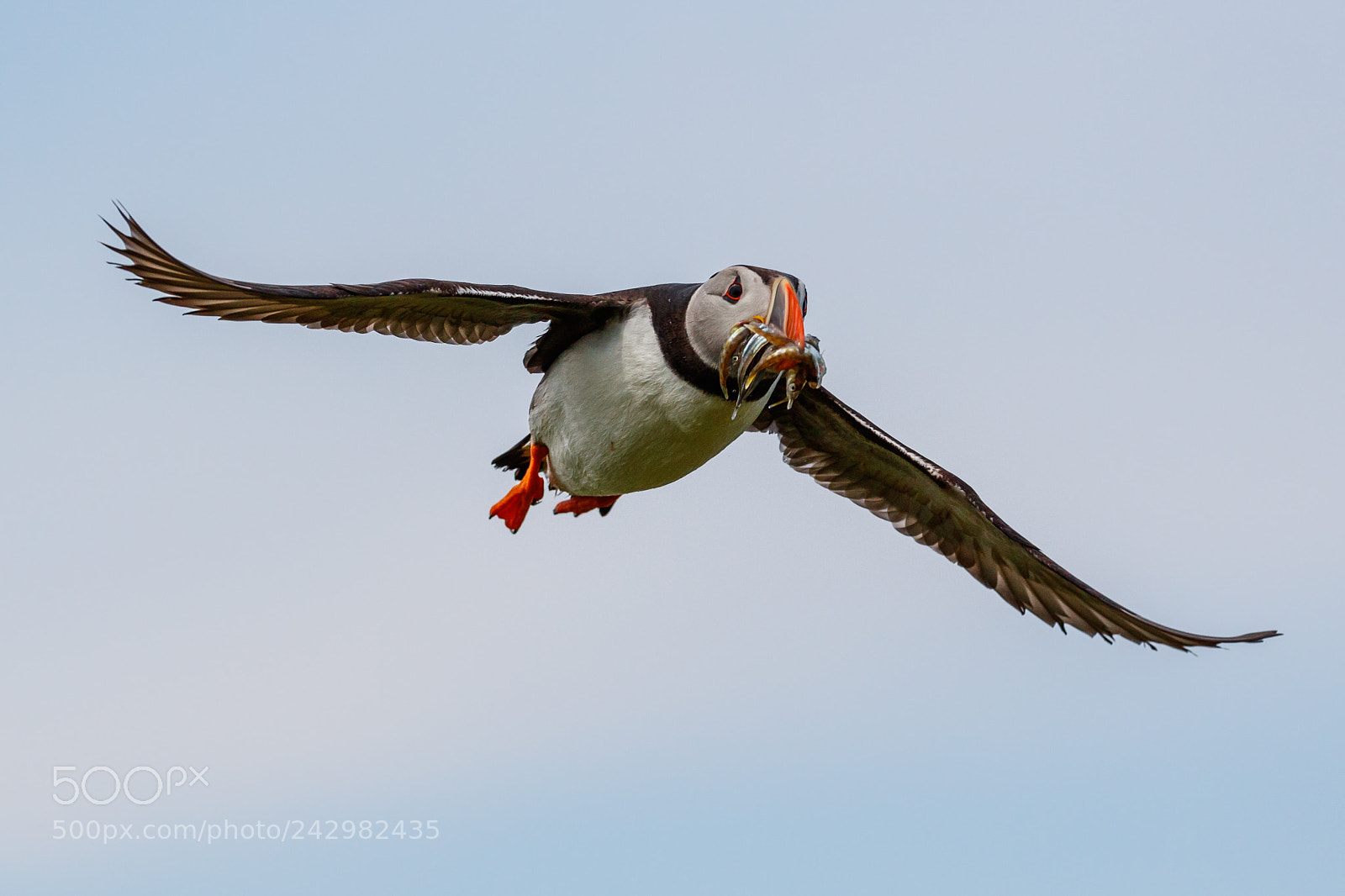 Canon EOS-1D X Mark II sample photo. Puffin photography