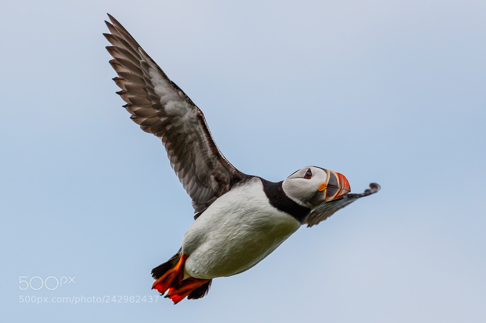 Canon EOS-1D X Mark II sample photo. Puffin photography