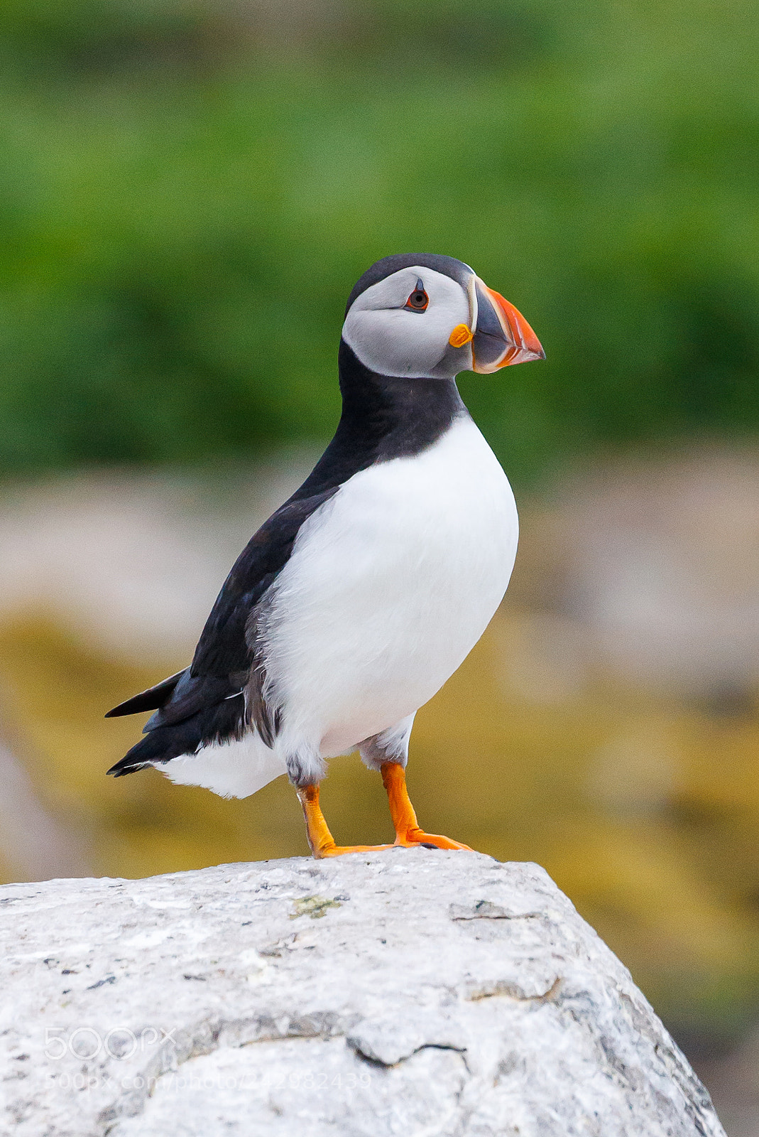 Canon EOS-1D X Mark II sample photo. Puffin photography