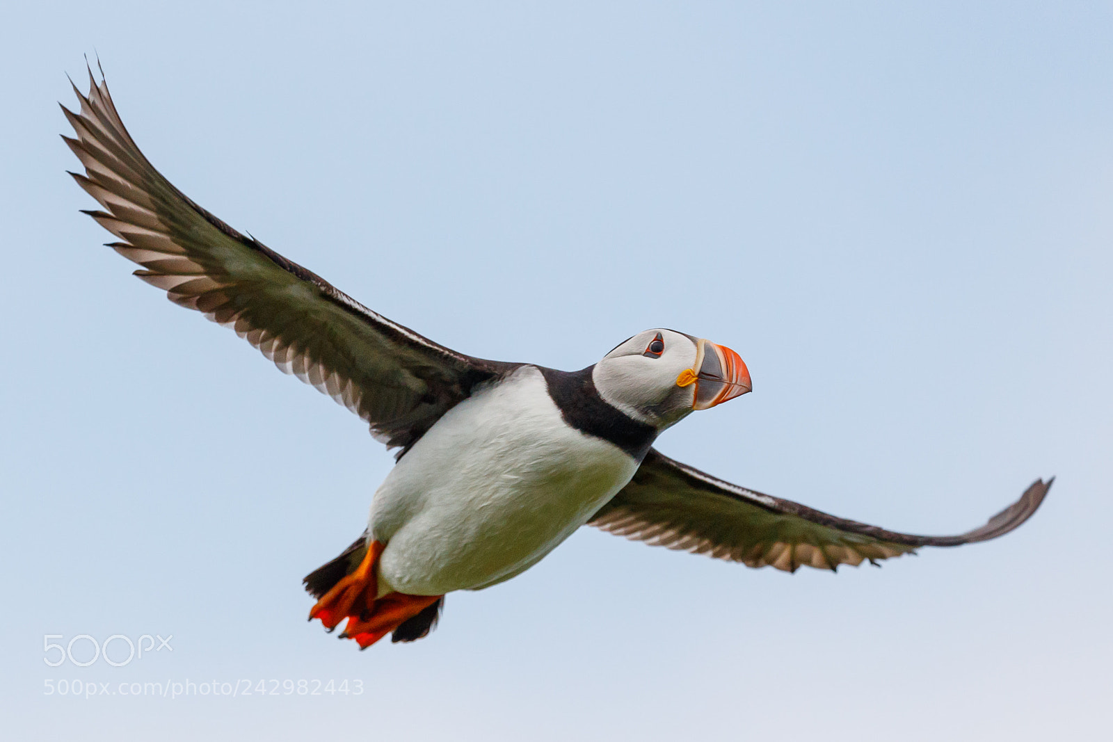 Canon EOS-1D X Mark II sample photo. Puffin photography