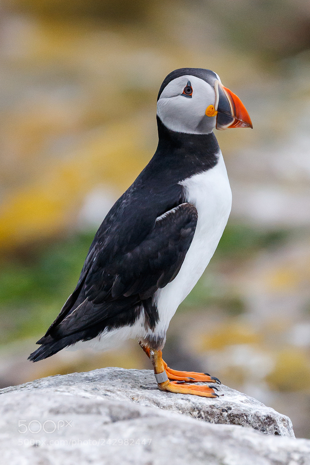 Canon EOS-1D X Mark II sample photo. Puffin photography