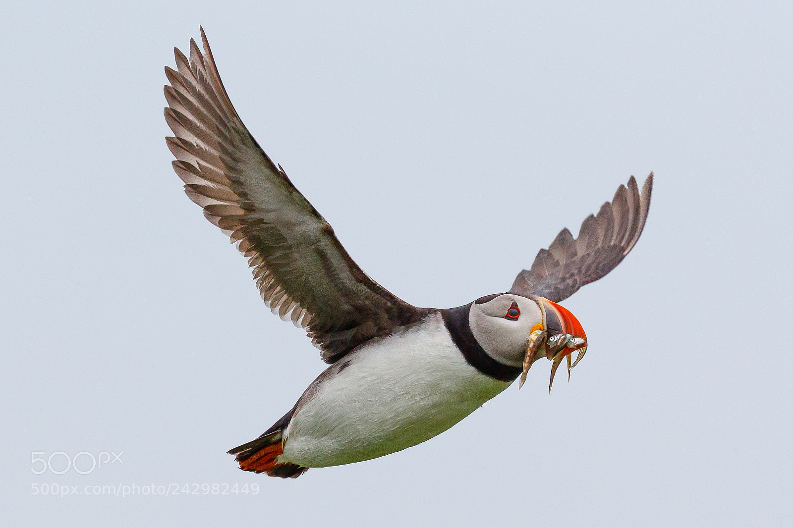 Canon EOS-1D X Mark II sample photo. Puffin photography