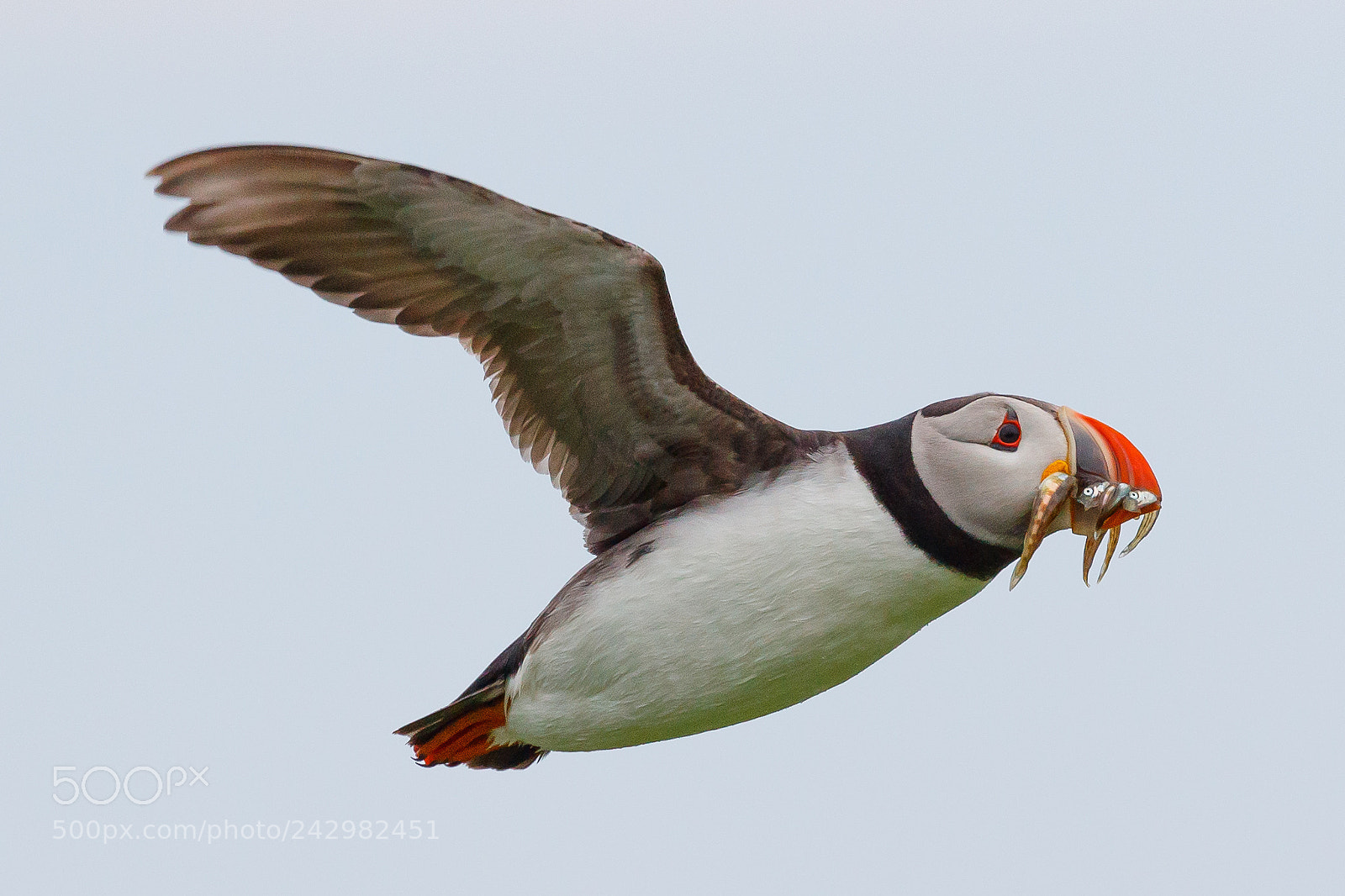 Canon EOS-1D X Mark II sample photo. Puffin photography