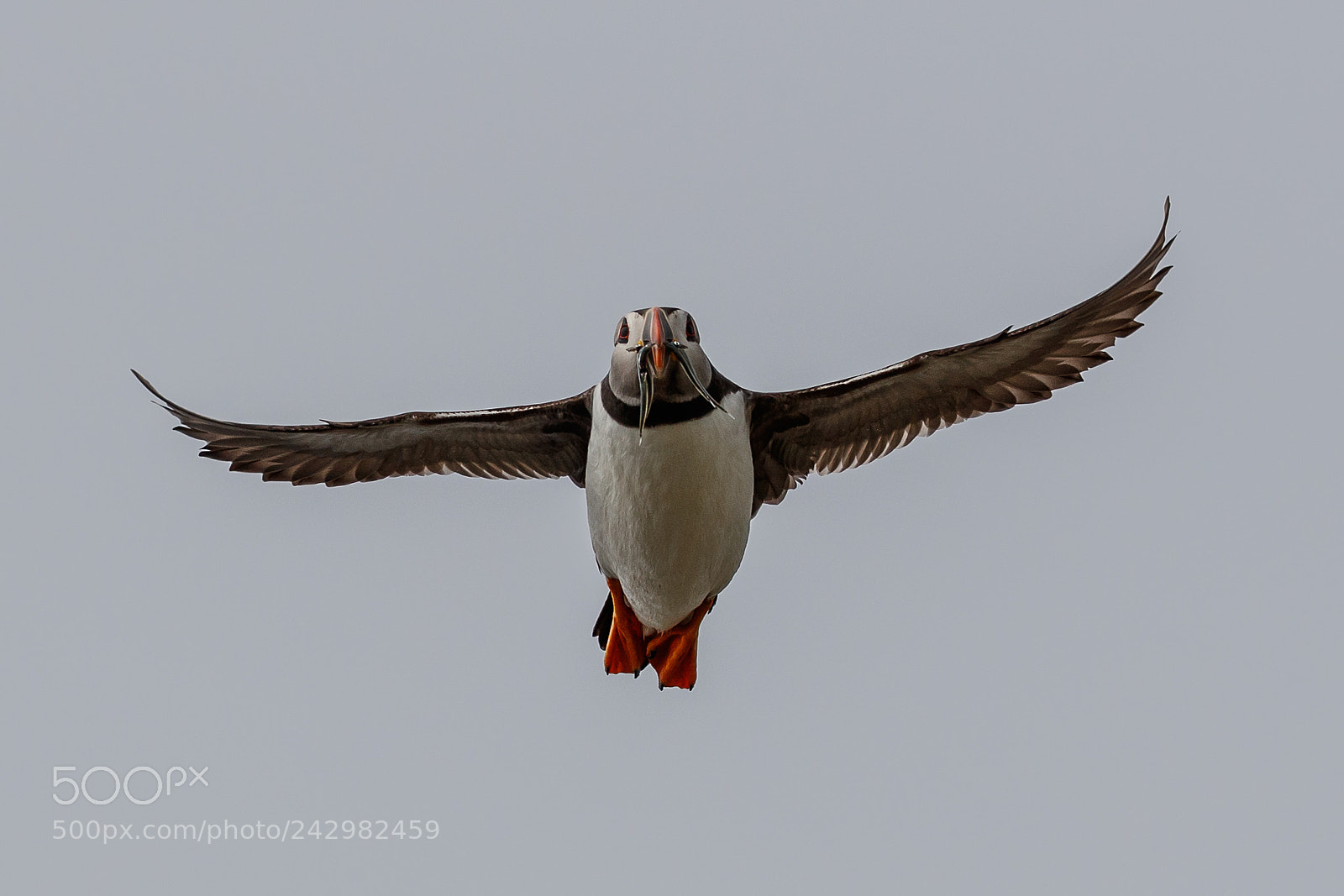 Canon EOS-1D X Mark II sample photo. Puffin photography