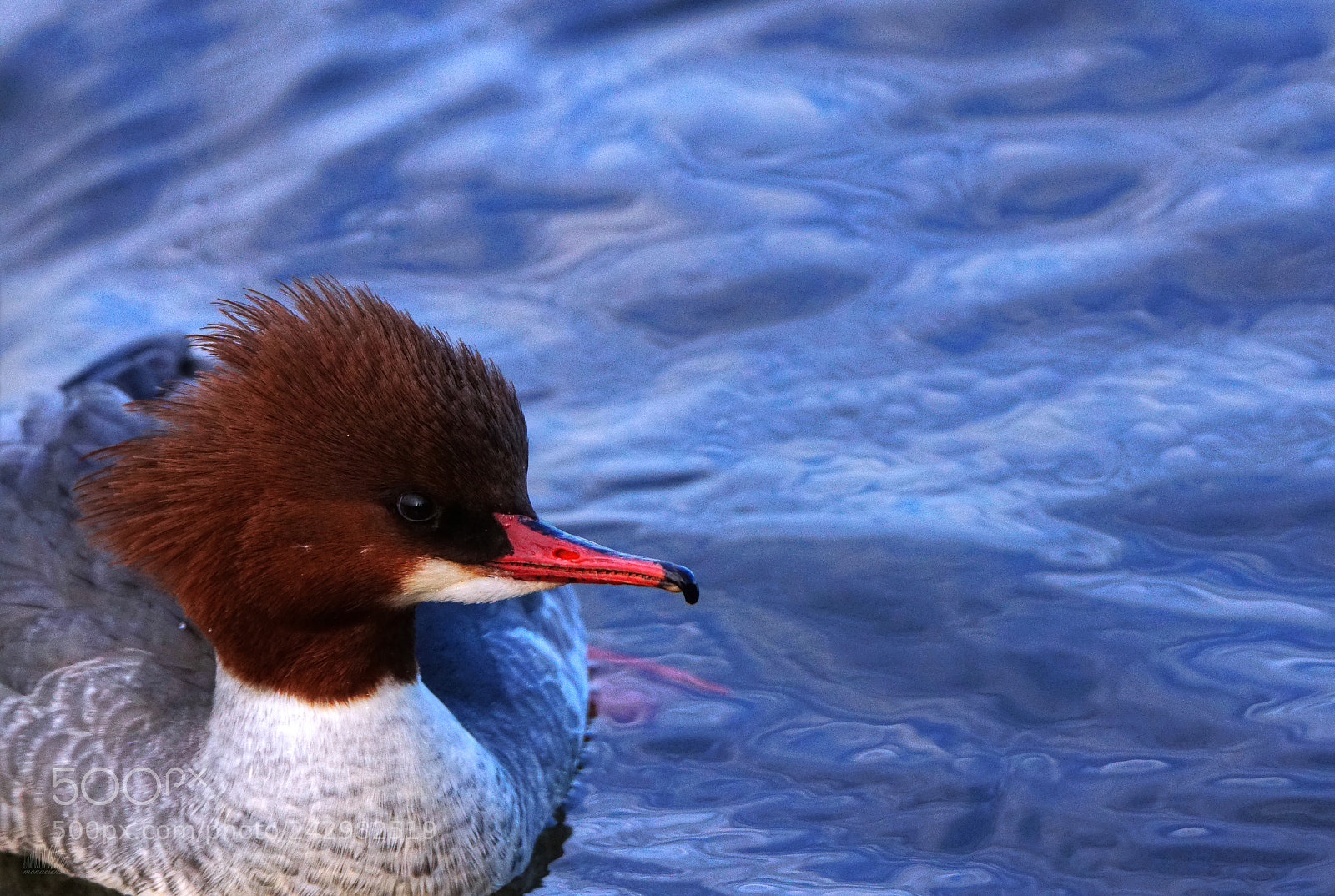 Sony ILCA-77M2 sample photo. Madame goosander photography