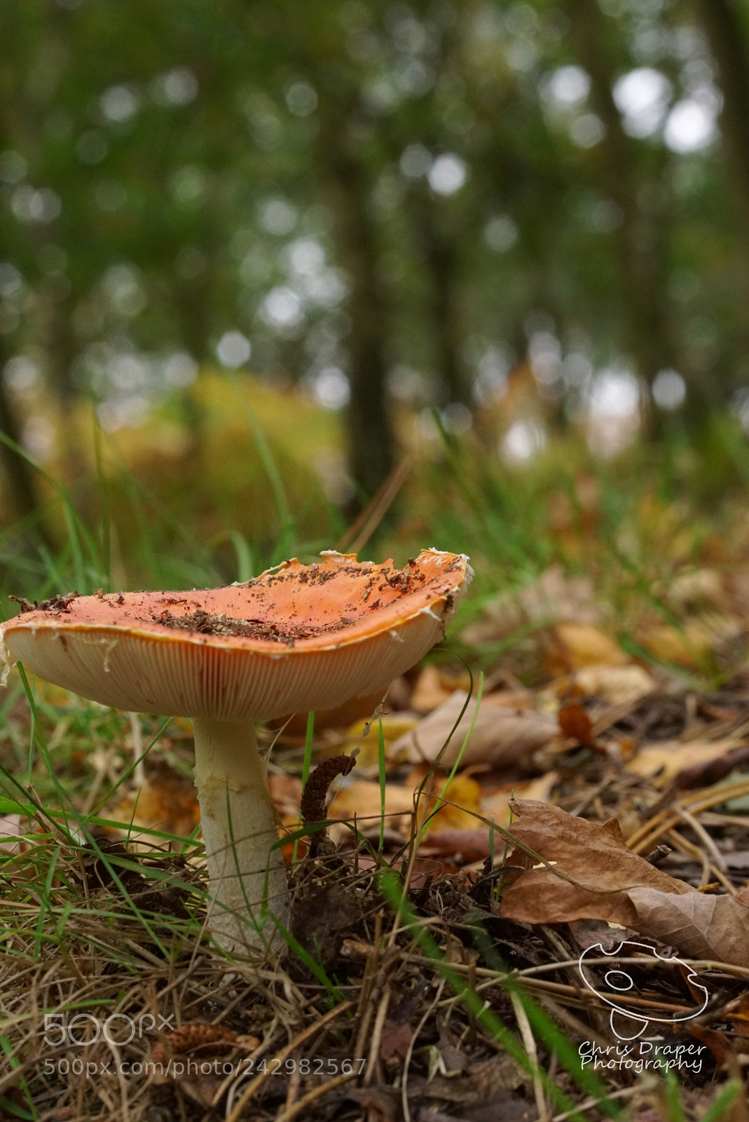 Sony ILCA-77M2 sample photo. Autumn portrait photography