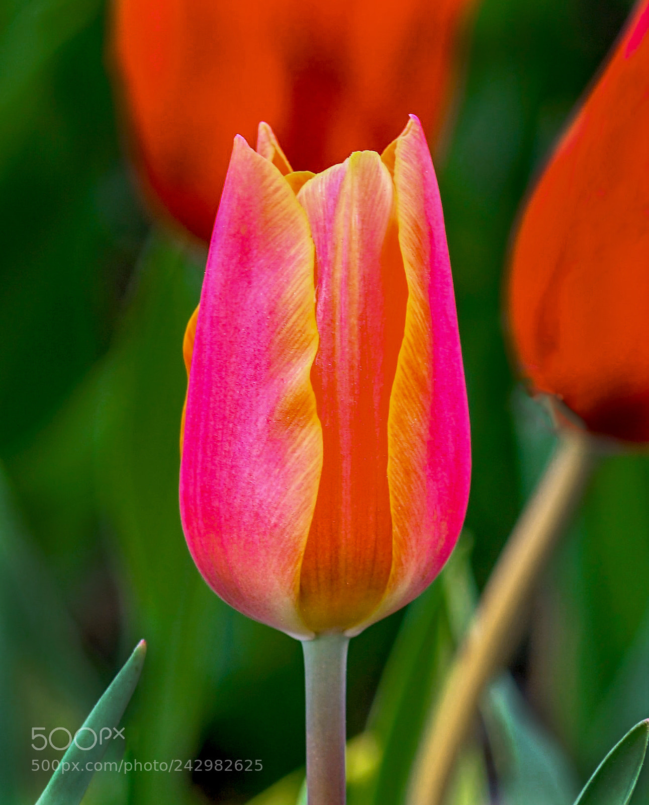 Sony a7 II sample photo. Dsc photography