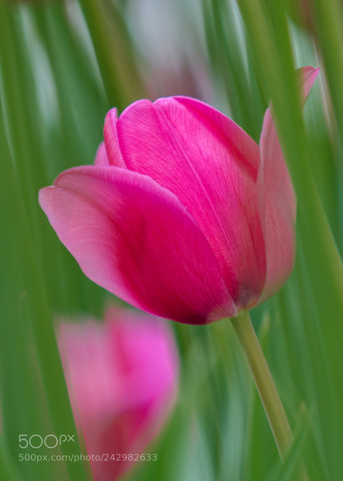Sony a7 II sample photo. Dsc photography