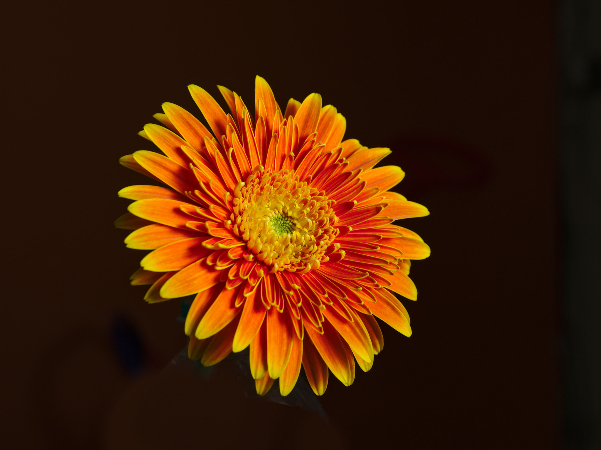 AF Zoom-Nikkor 28-105mm f/3.5-4.5D IF sample photo. Bloom photography