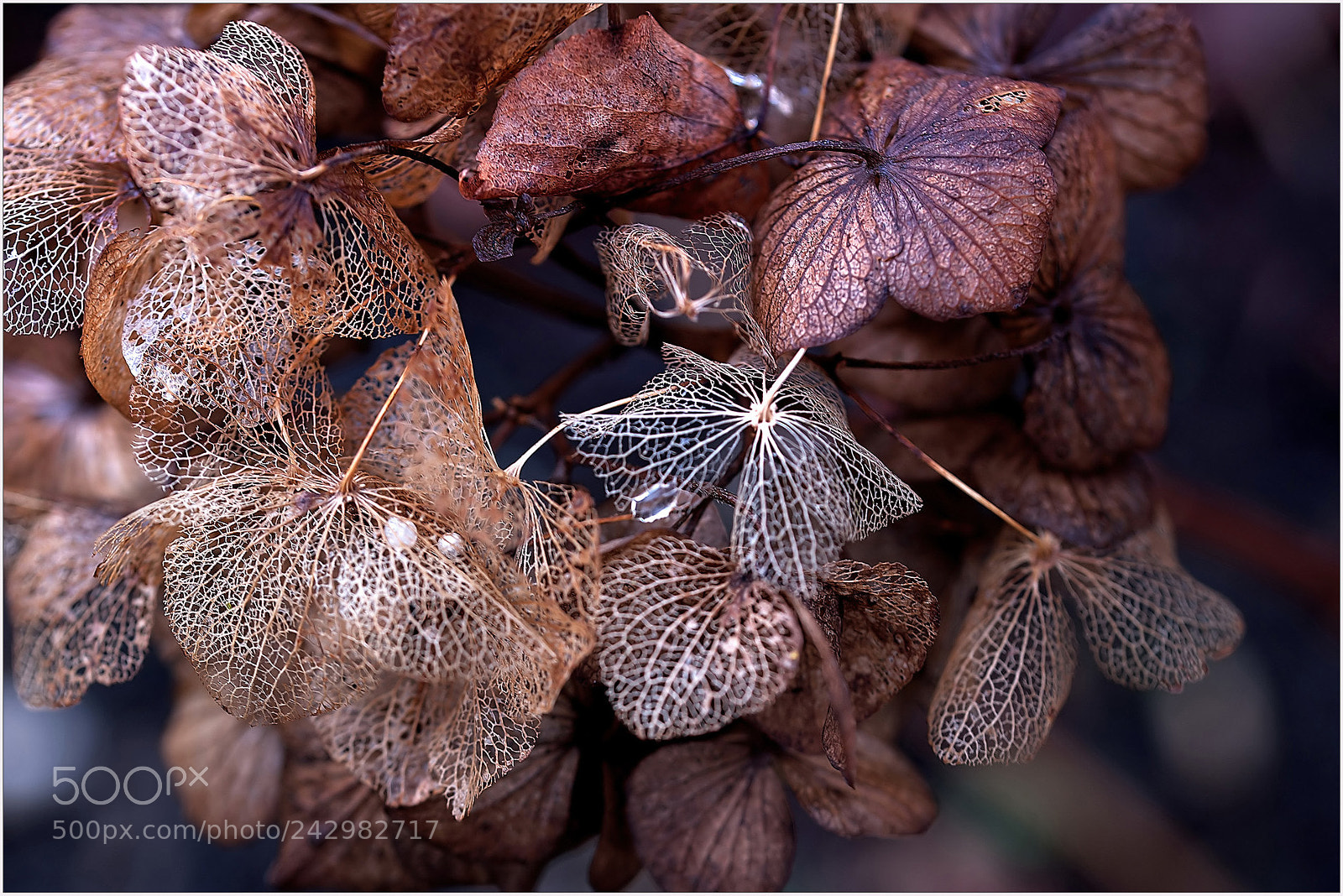 Nikon D700 sample photo. Regensatt photography