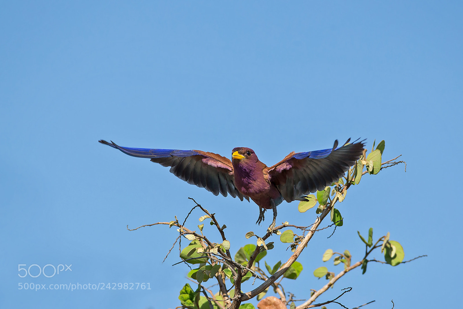 Canon EOS-1D X sample photo. Broad billed roller photography